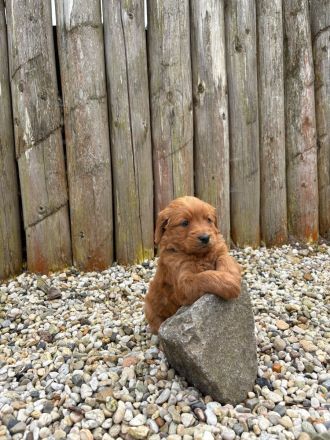 Goldendoodle Medium F1 Welpen