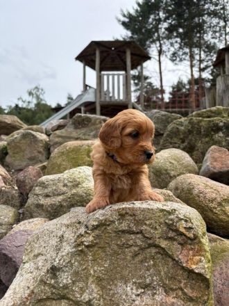Goldendoodle Medium F1 Welpen