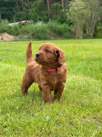 Goldendoodle Medium F1 Welpen