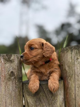 Goldendoodle Medium F1 Welpen