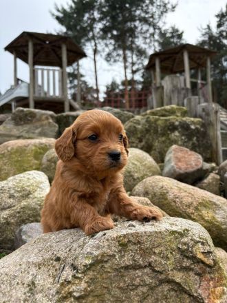 Goldendoodle Medium F1 Welpen