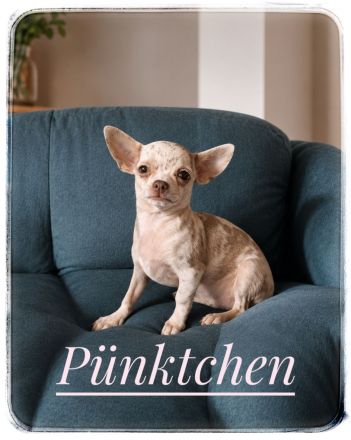 Traumhund Chihuahua Mädchen in wunderschöner Zeichnung aus seriöser Zucht mit Erfahrung