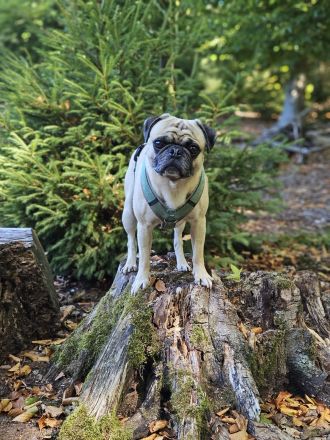 Deckrüde Mops