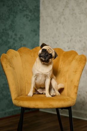 Deckrüde Mops