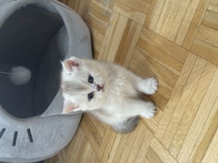 Süßes Britisch Kurzhaar Katerchen sucht ein liebevolles Zuhause 🐾