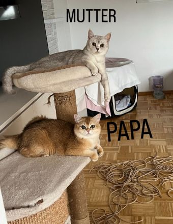 Süßes Britisch Kurzhaar Katerchen sucht ein liebevolles Zuhause 🐾