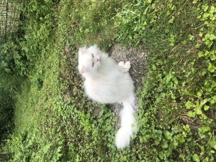 2 Perserkater Bounty und Simba