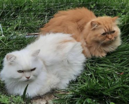 2 Perserkater Bounty und Simba