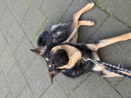 Akari sucht liebevolle und erfahrene Menschen✨