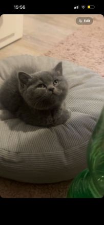 BKH Katzen