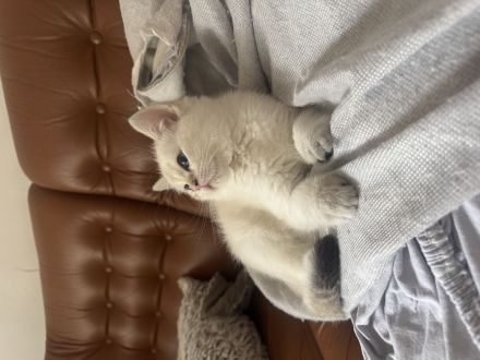 BKH Katzen