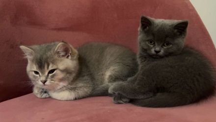 BKH Katzen