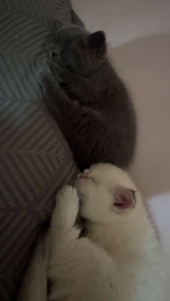 BKH Katzen