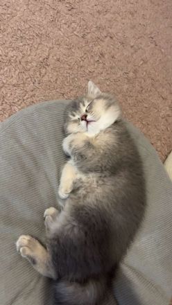 BKH Katzen