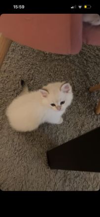 BKH Katzen