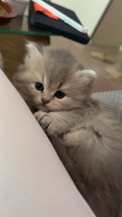 BKH Katzen