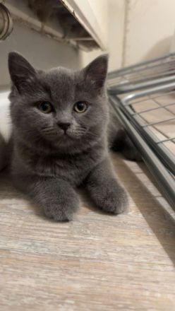 BKH Katzen