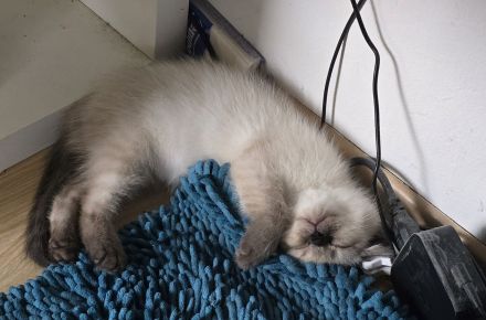 (Preis für beide zusammen) 2 Kitten dringlich auf Grund von Allergie abzugeben