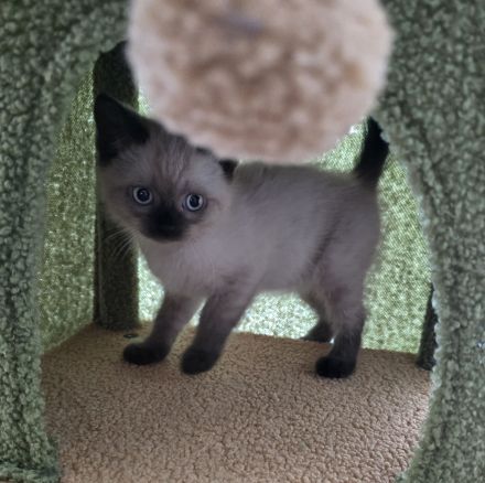 (Preis für beide zusammen) 2 Kitten dringlich auf Grund von Allergie abzugeben