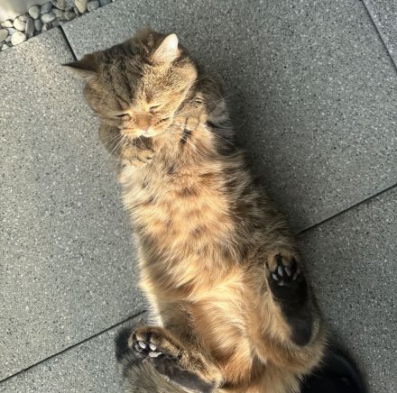 Britisch Kurzhaar Katze (weiblich) – 2 Jahre und 3 Monate