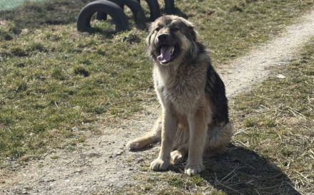 Freundliche und soziale Agatha sucht Zuhause