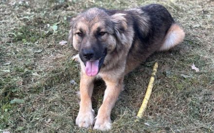Freundliche und soziale Agatha sucht Zuhause