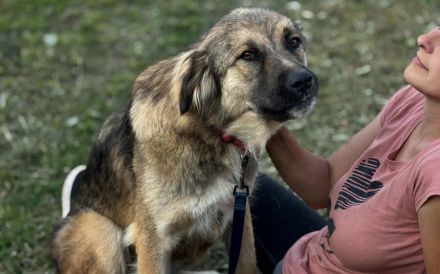 Freundliche und soziale Agatha sucht Zuhause