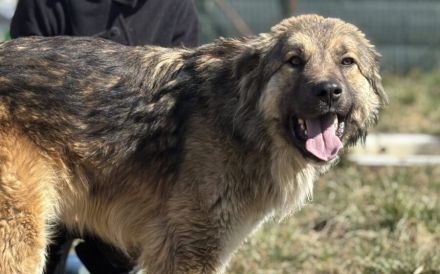 Freundliche und soziale Agatha sucht Zuhause