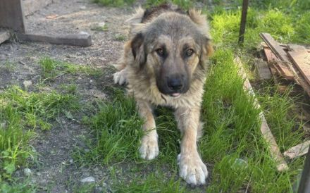Freundliche und soziale Agatha sucht Zuhause