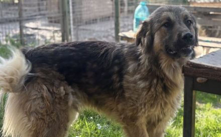 Freundliche und soziale Agatha sucht Zuhause