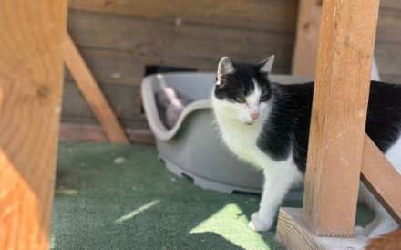 Geselliger Cat Damon sucht Zuhause mit Artgenossen