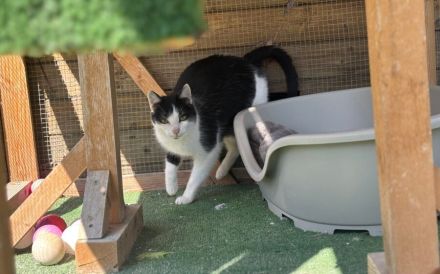 Geselliger Cat Damon sucht Zuhause mit Artgenossen