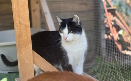 Geselliger Cat Damon sucht Zuhause mit Artgenossen