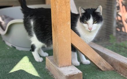 Geselliger Cat Damon sucht Zuhause mit Artgenossen