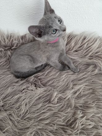 Reinrassige Russisch Blau Kitten