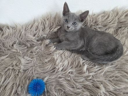 Reinrassige Russisch Blau Kitten