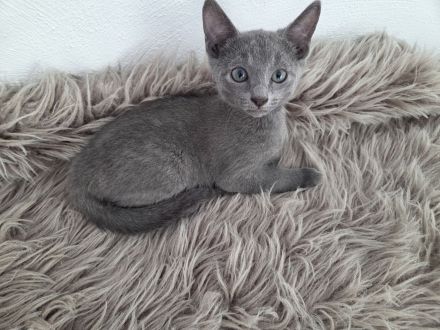 Reinrassige Russisch Blau Kitten