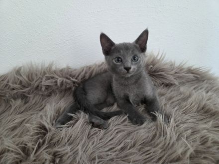 Reinrassige Russisch Blau Kitten