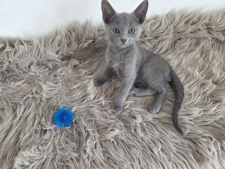 Reinrassige Russisch Blau Kitten