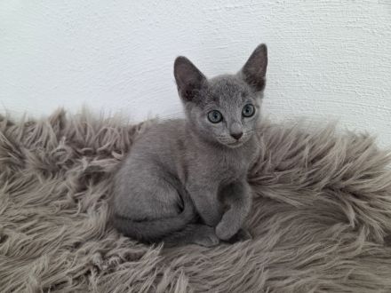 Reinrassige Russisch Blau Kitten