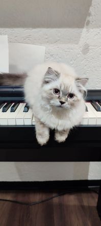 BKH Kitten