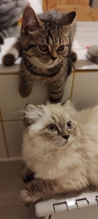 BKH Kitten