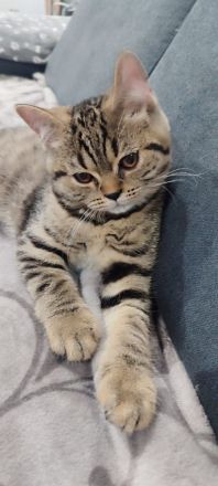 BKH Kitten