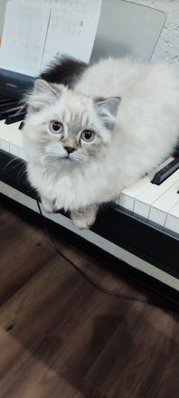 BKH Kitten