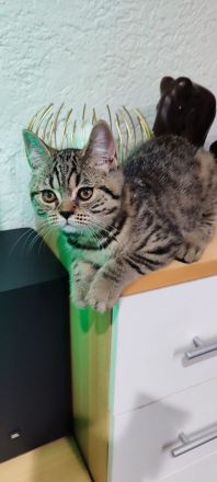 BKH Kitten