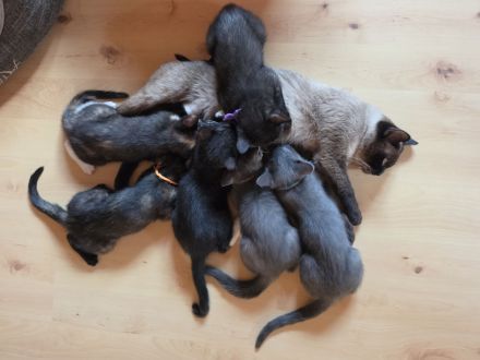 Siam - Mix