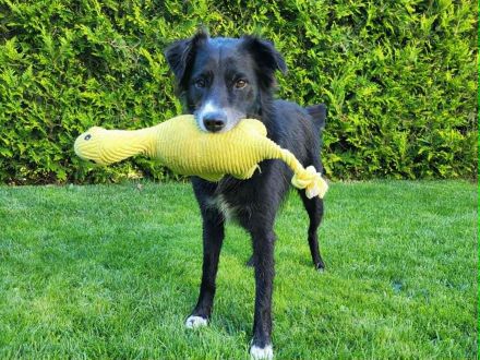 Für-Immer-Zuhause für Margo gesucht