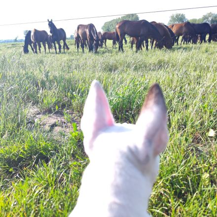 Miniatur Bullterrier Rüde  – 1 Jahr jung – sucht 5-Sterne-Zuhause