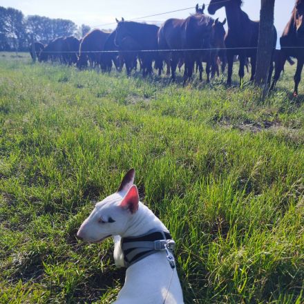Miniatur Bullterrier Rüde  – 1 Jahr jung – sucht 5-Sterne-Zuhause