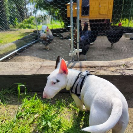 Miniatur Bullterrier Rüde  – 1 Jahr jung – sucht 5-Sterne-Zuhause